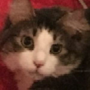 Meet your Posher, Demaree